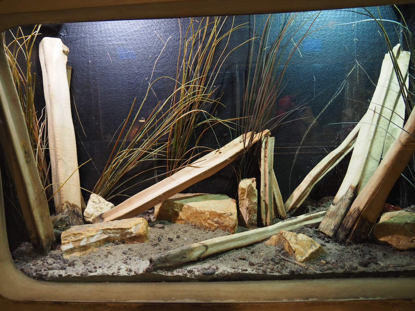 Colorado River toad terrarium, 2019-10-04