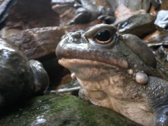 Colorado river toad
