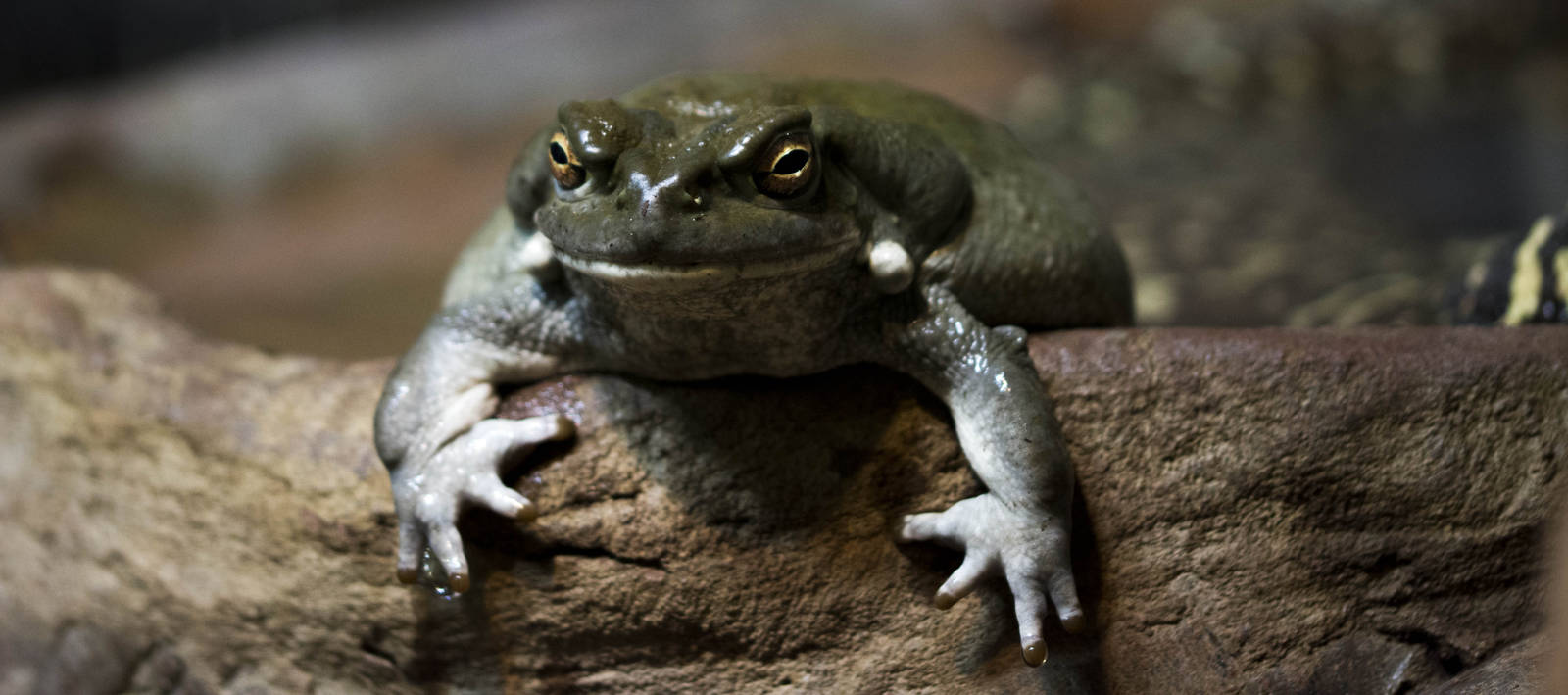 Colorado River Toad