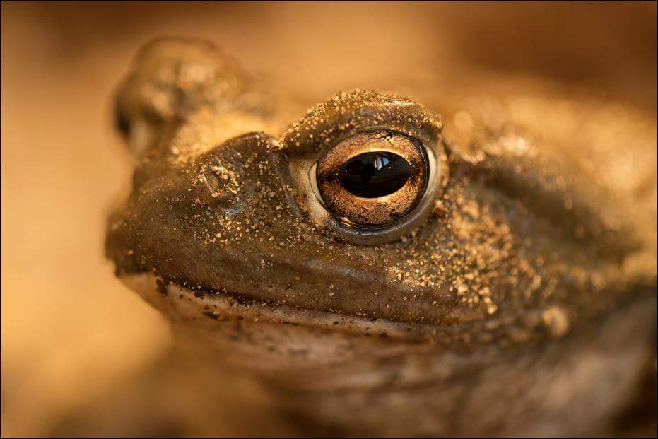 Colorado river toad