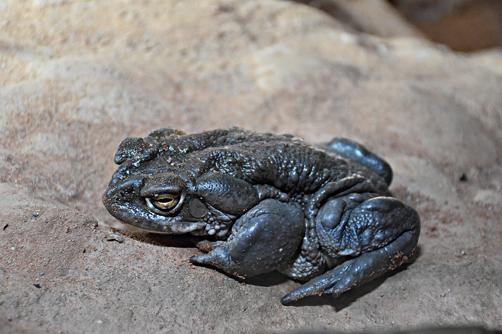 Colorado River toad