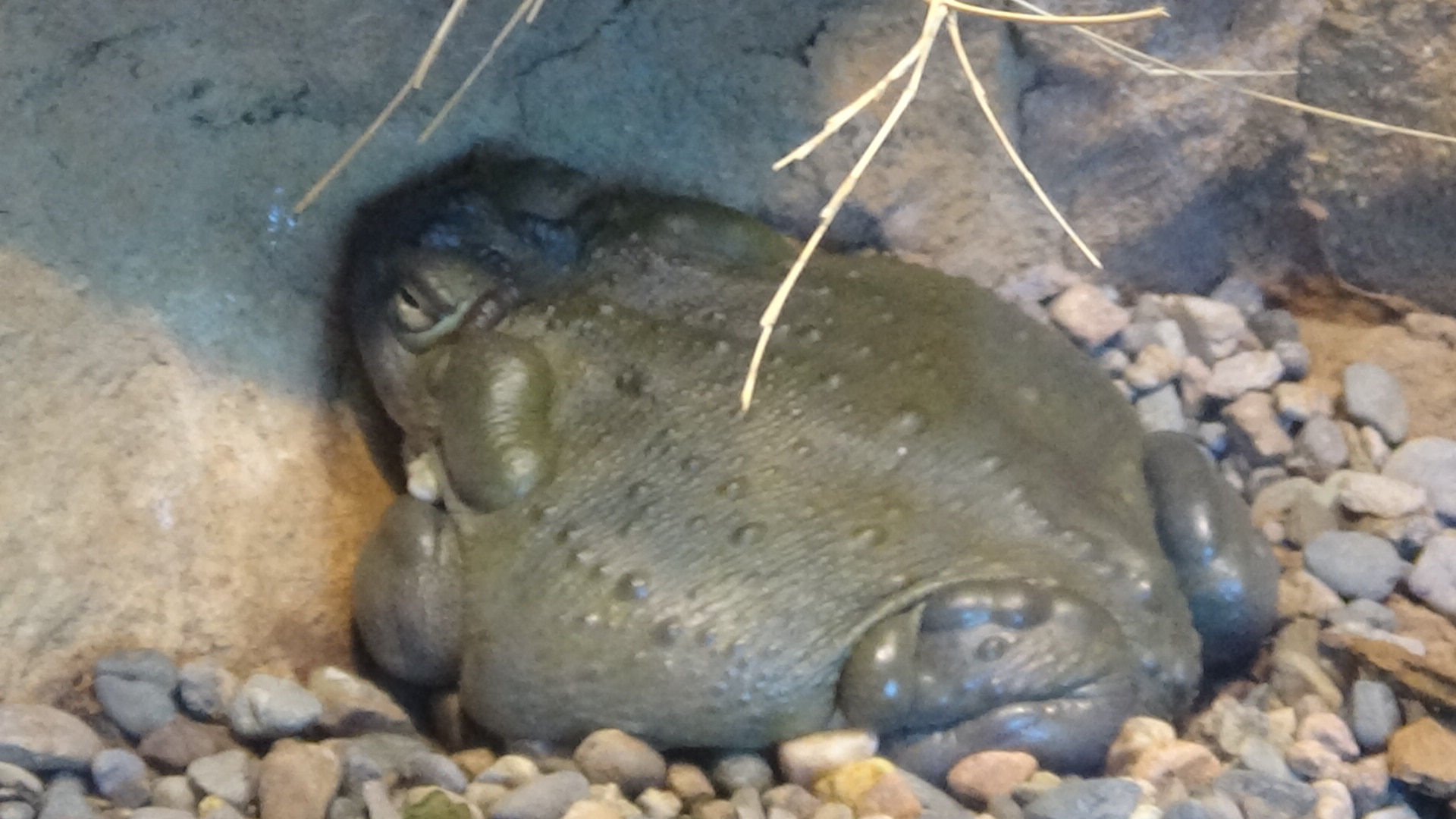 Colorado River toad