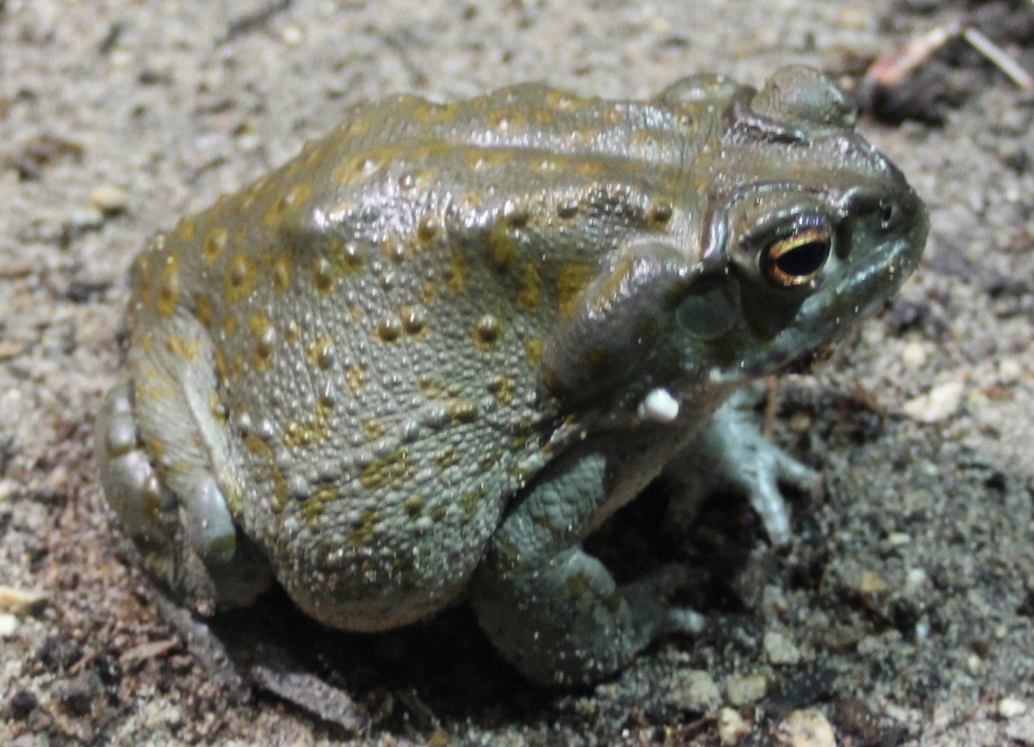 Colorado river toad