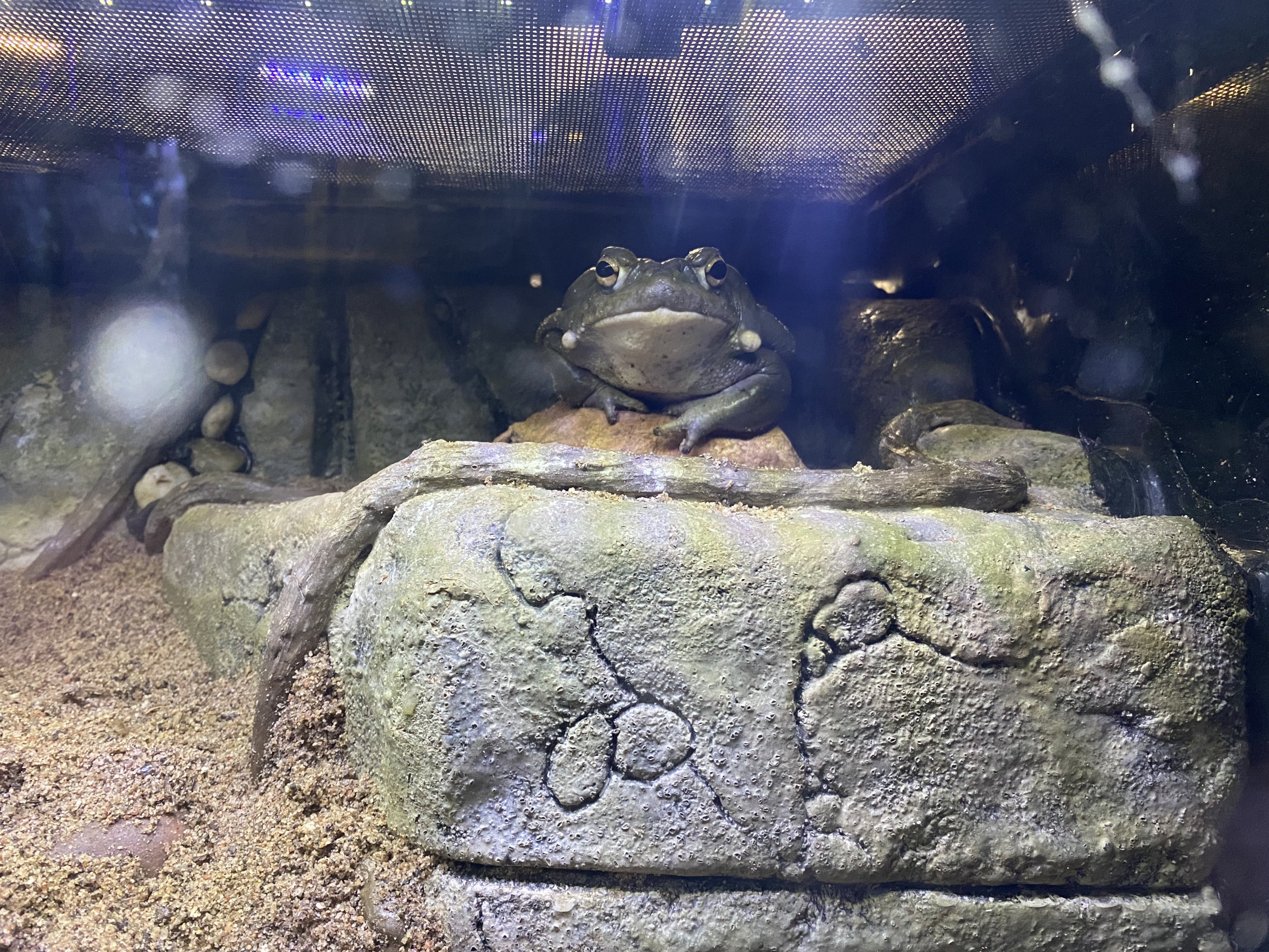 Colorado River Toad