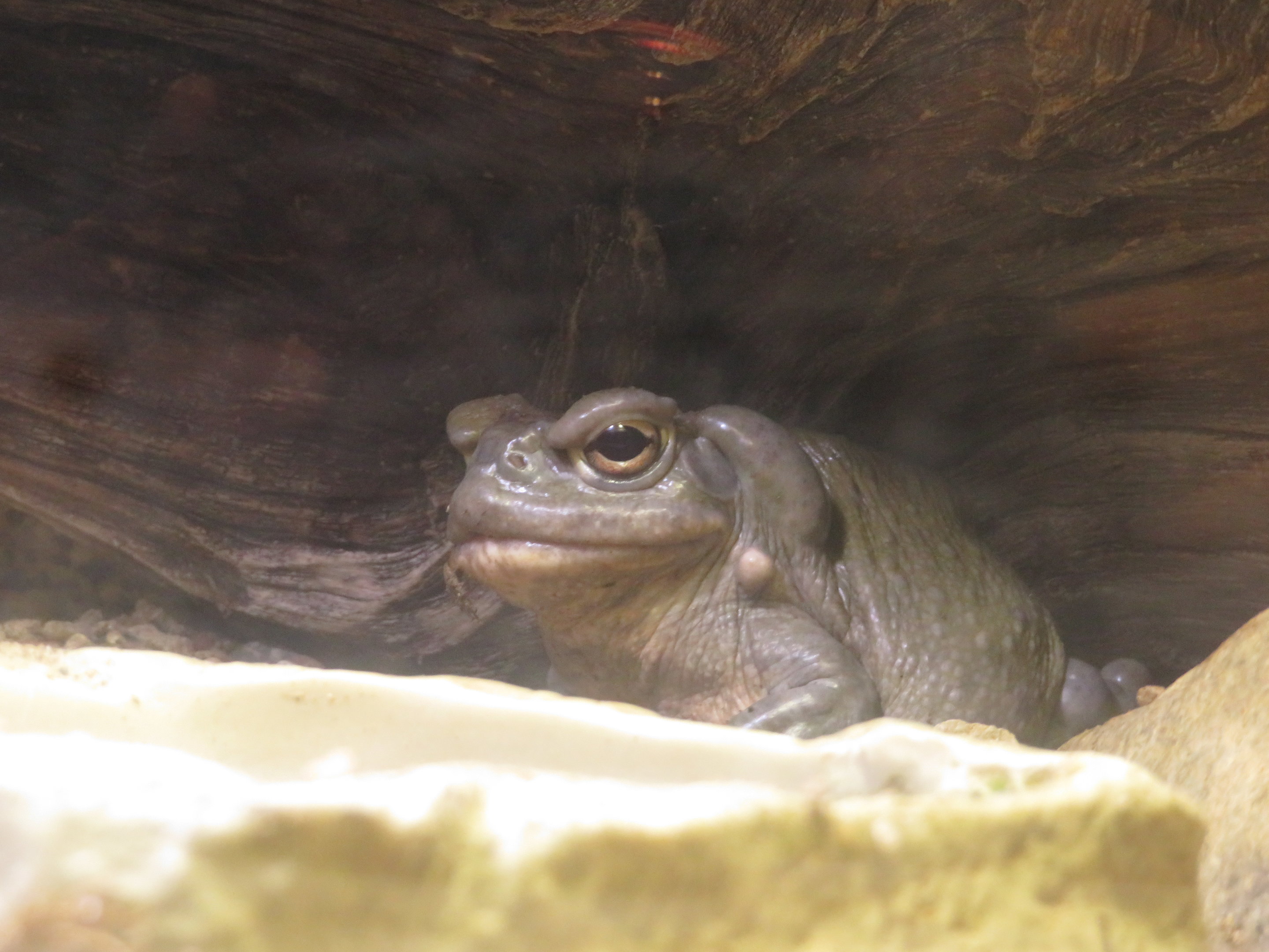 Colorado River Toad