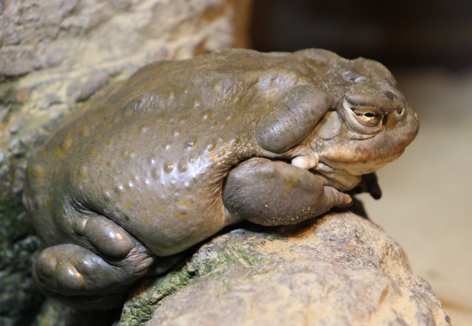 Colorado river toad