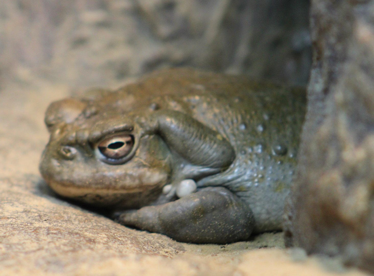 Colorado river toad