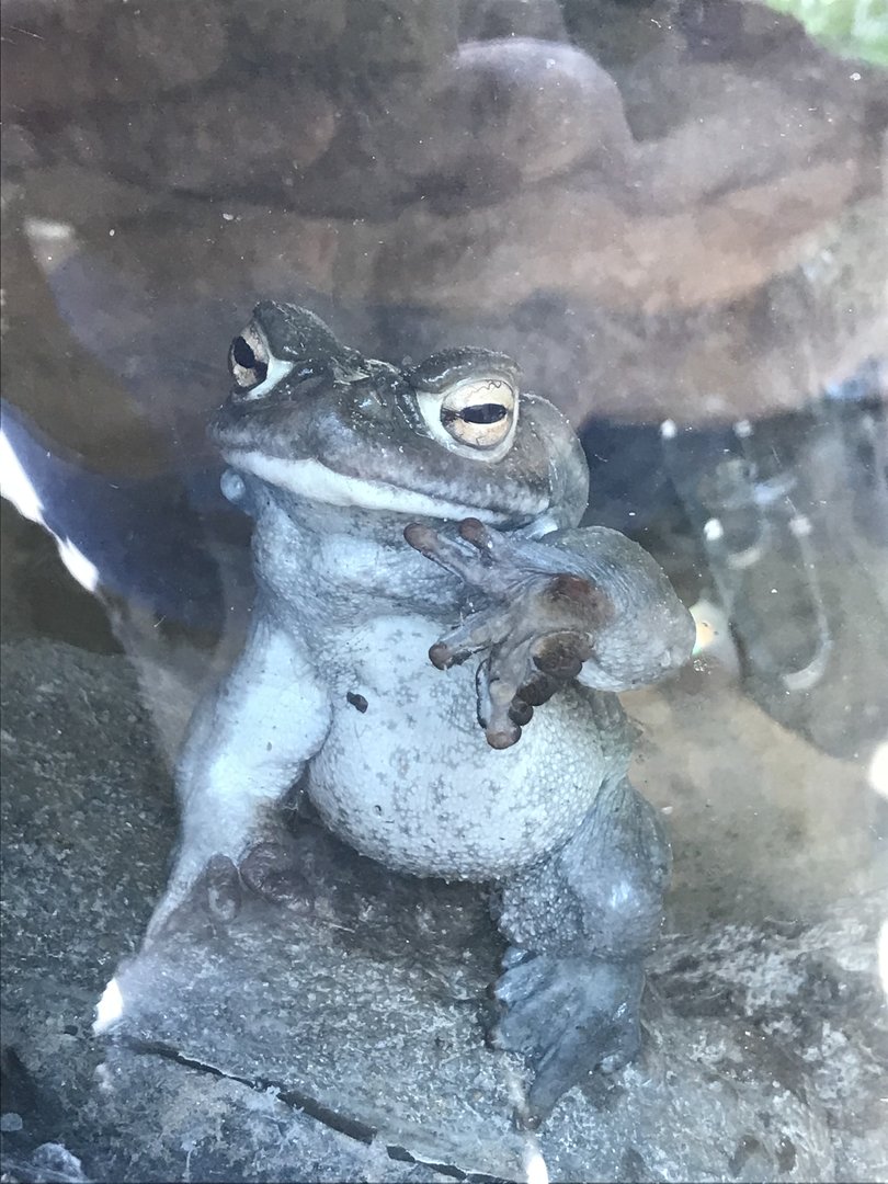 Colorado River Toad