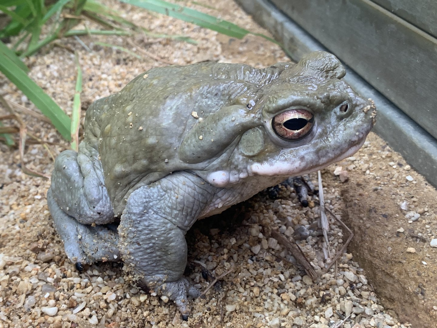 Colorado River toad