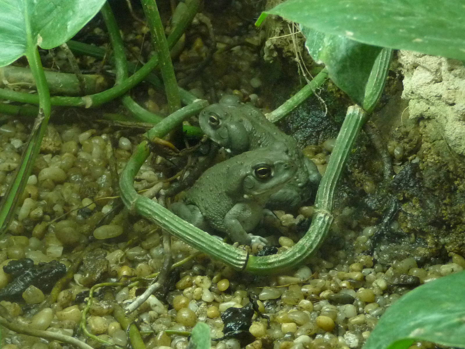 Colorado River toads