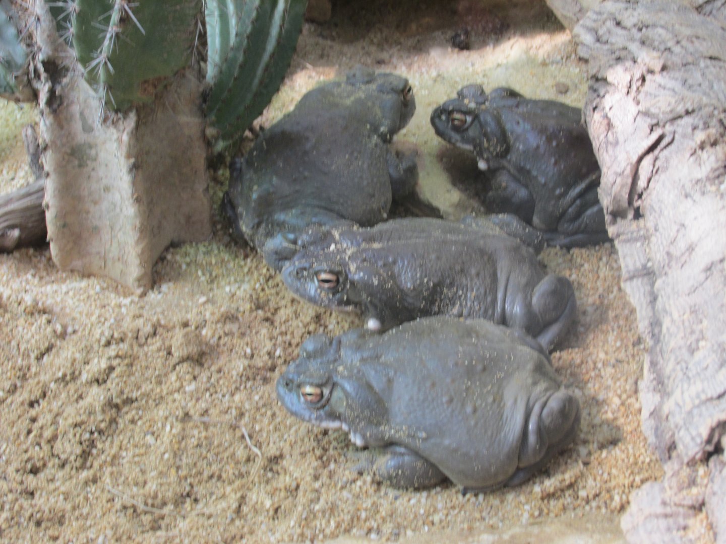 colorado river toads