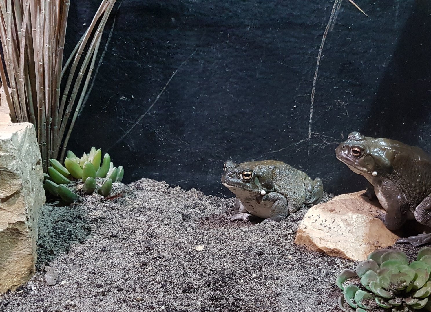 Colorado river toads
