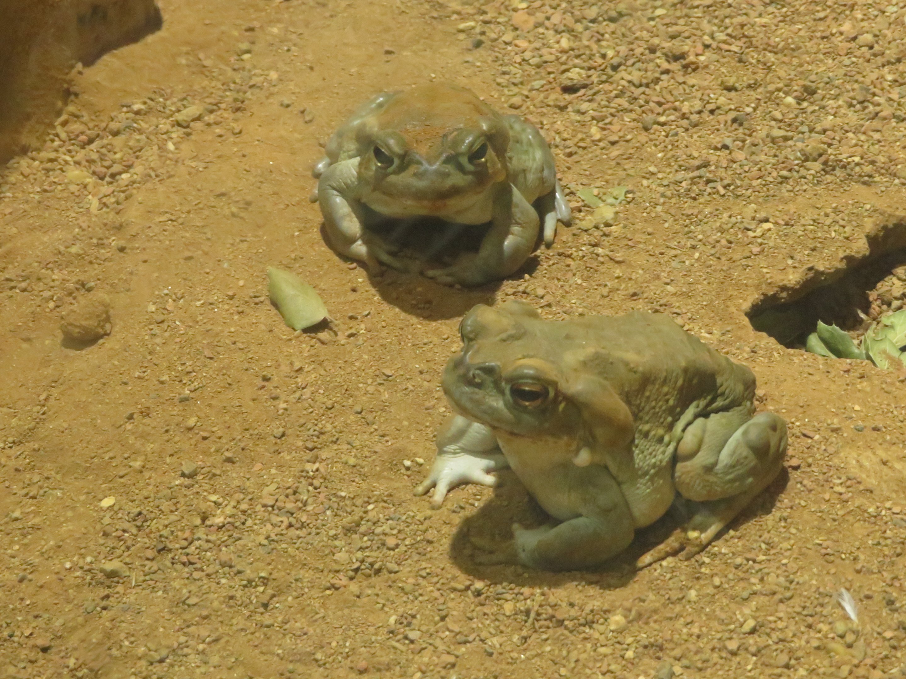 Colorado River Toads