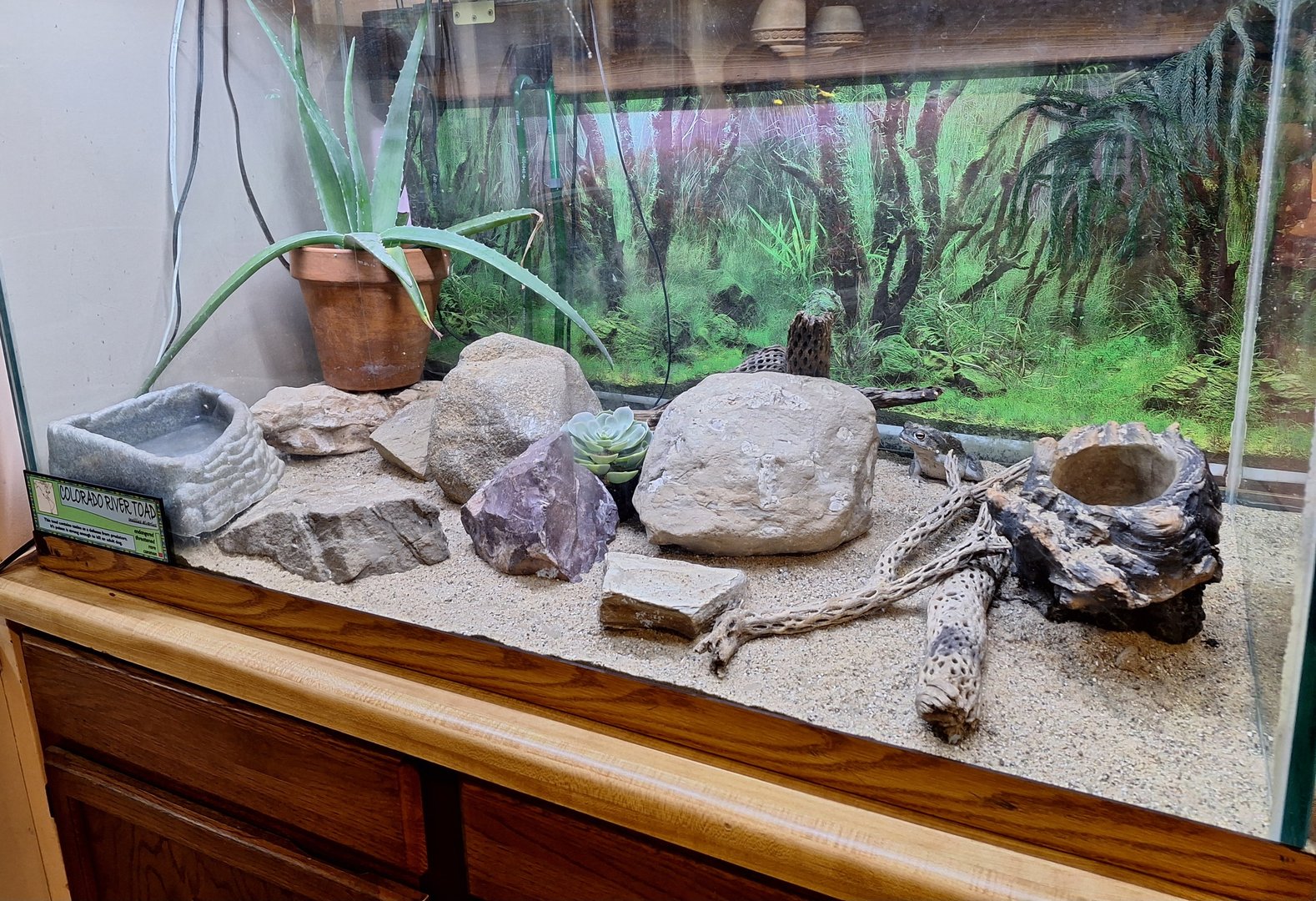 Colorado Ruver toad exhibit