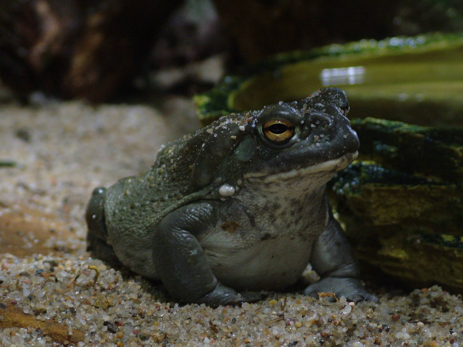 Colorado Toad at Berlin Zoo Aquarium, 31/08/11