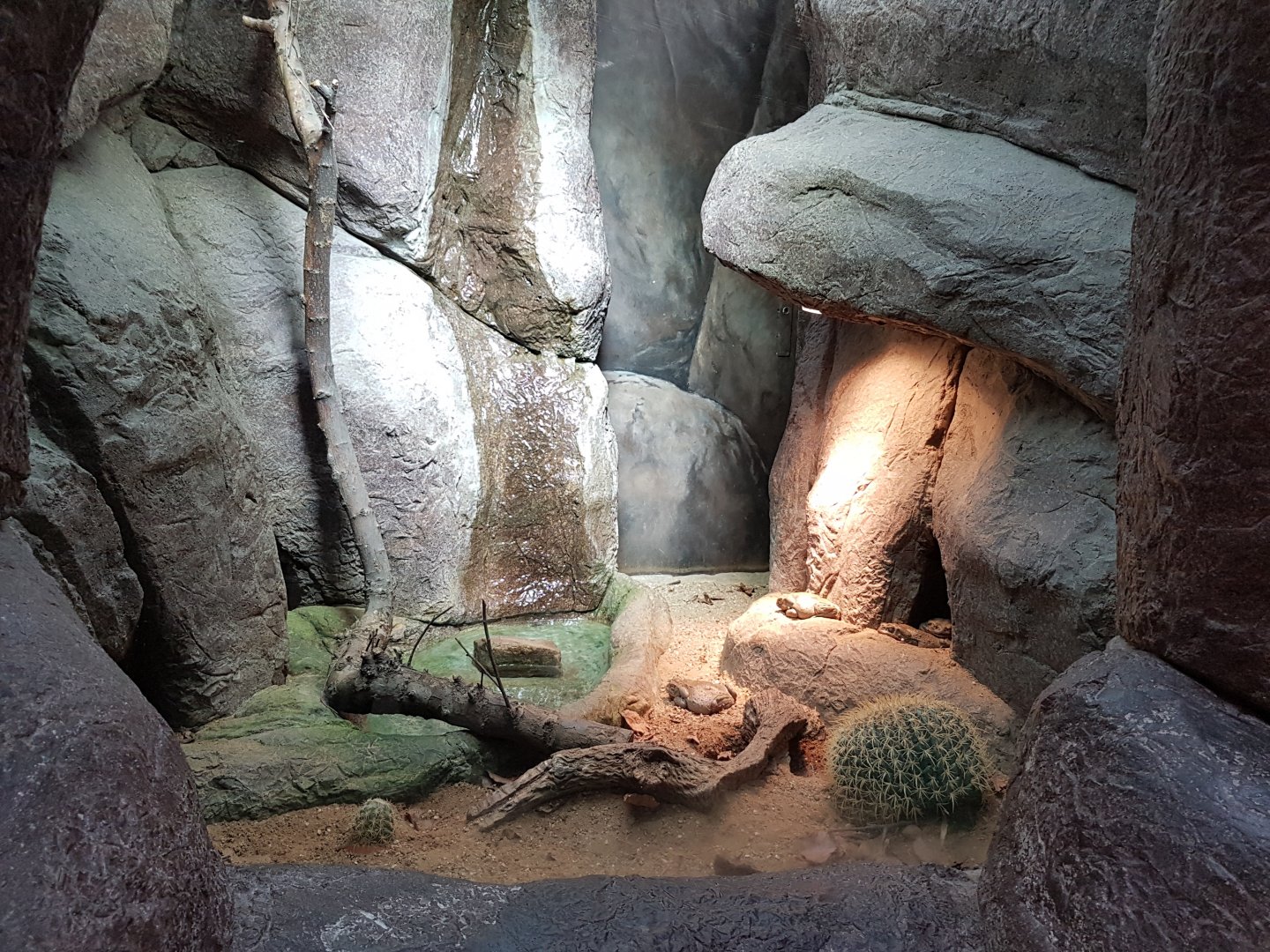 Colorado toad enclosure