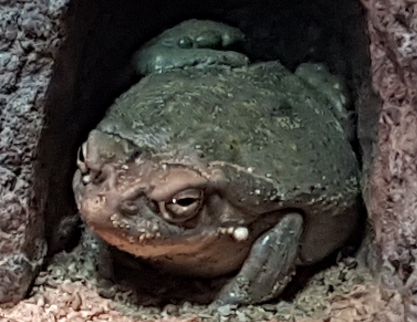 Colorado toad