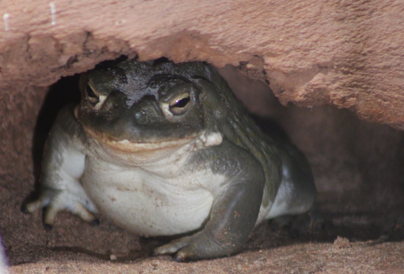 Colorado toad