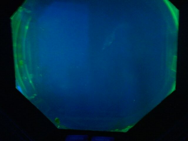 Colored and Spotted jellyfish exhibit