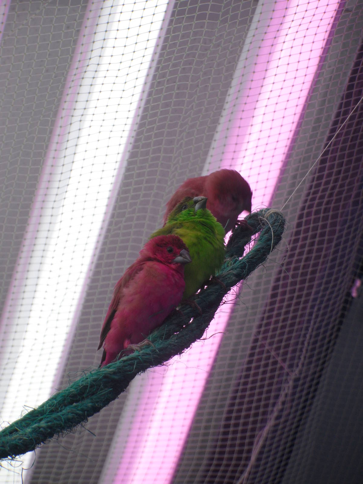 Colored indian silverbills
