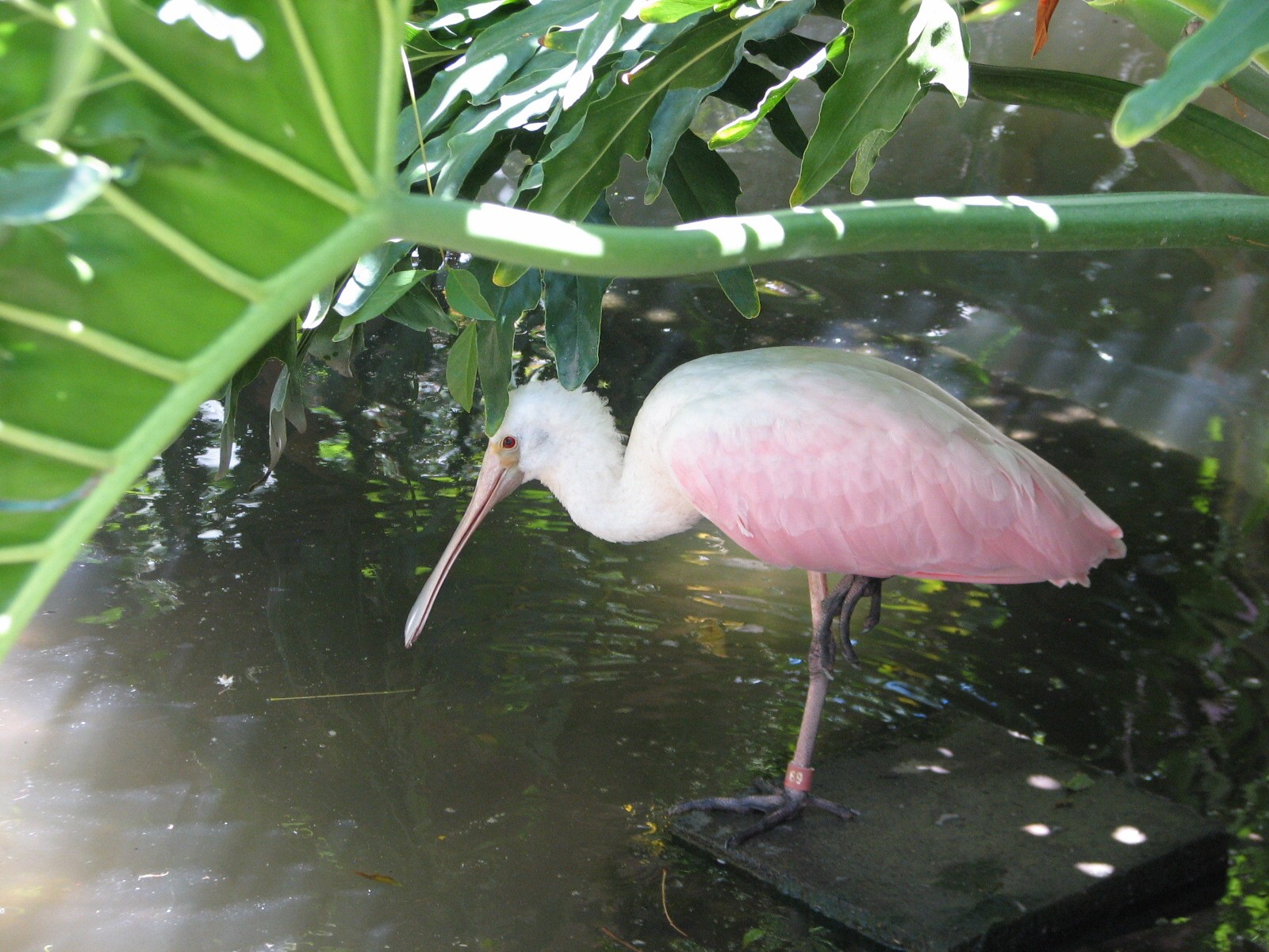 Colors of the Amazon - Roseate Spoonbill