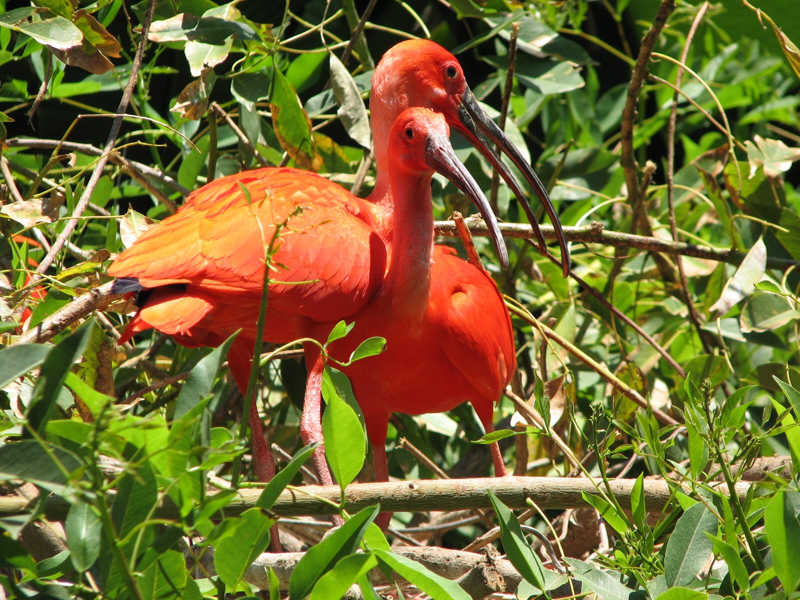 Colors of the Amazon - Scarlet Ibis