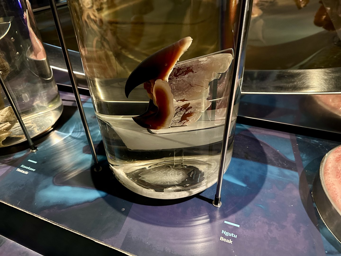 Colossal Squid (Beak)