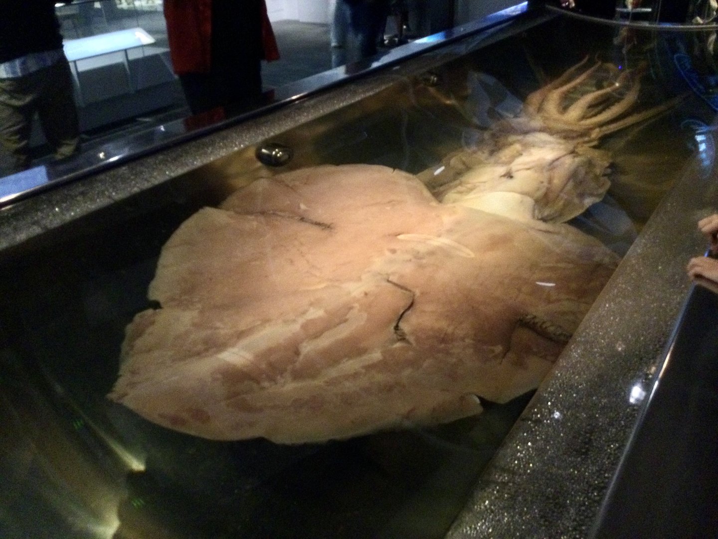 Colossal squid (Mesonychoteuthis hamiltoni) immature female, Te Papa Museum