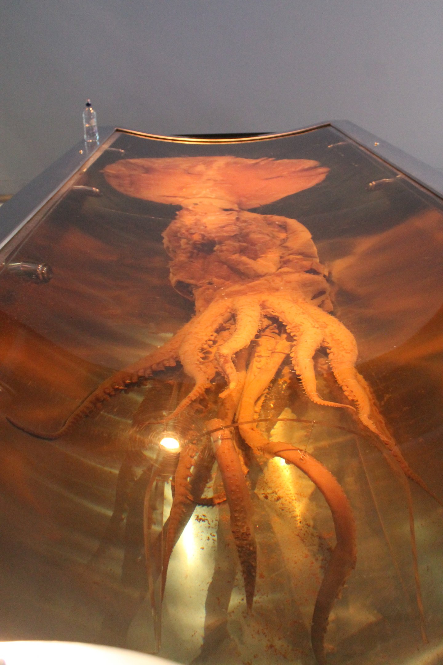 Colossal Squid (Mesonychoteuthis hamiltoni)