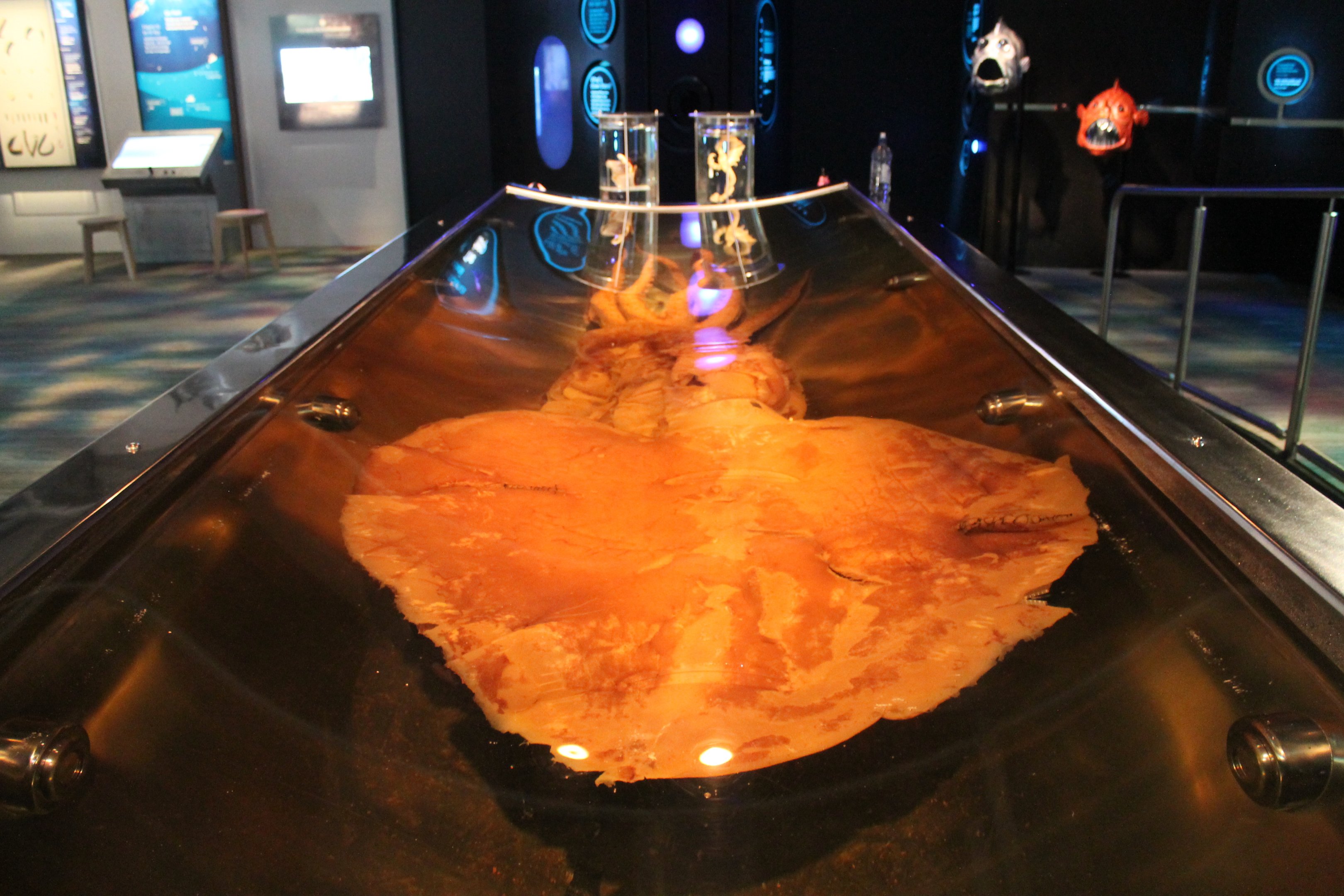 Colossal Squid (Mesonychoteuthis hamiltoni)