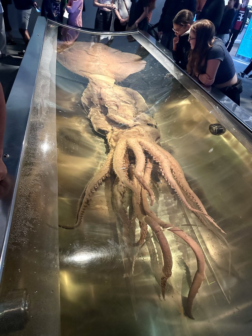 Colossal squid (Mesonychoteuthis hamiltoni)