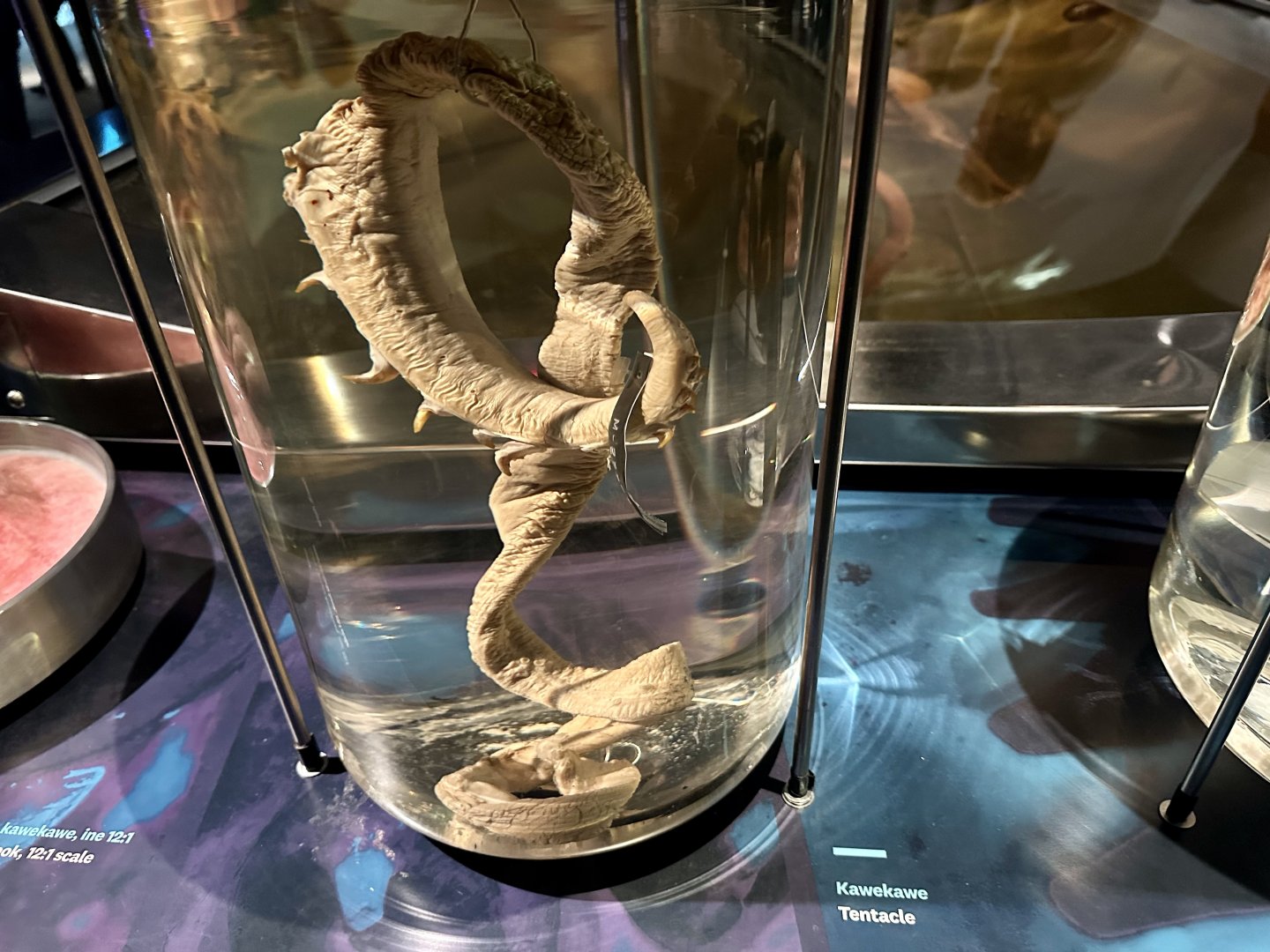 Colossal Squid (Tentacle)