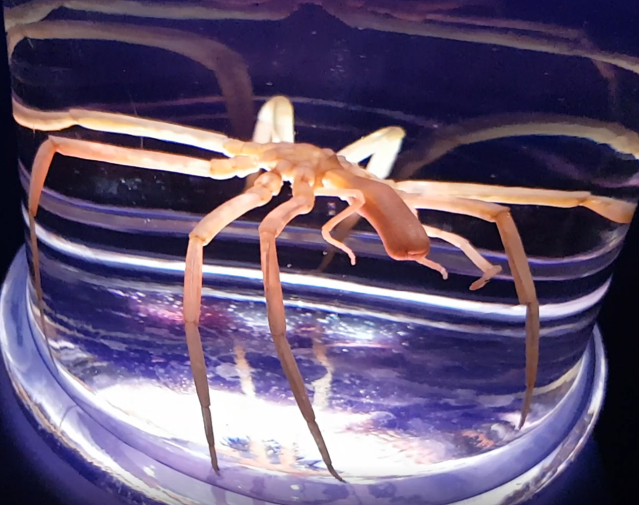 Colossendeis proboscidea