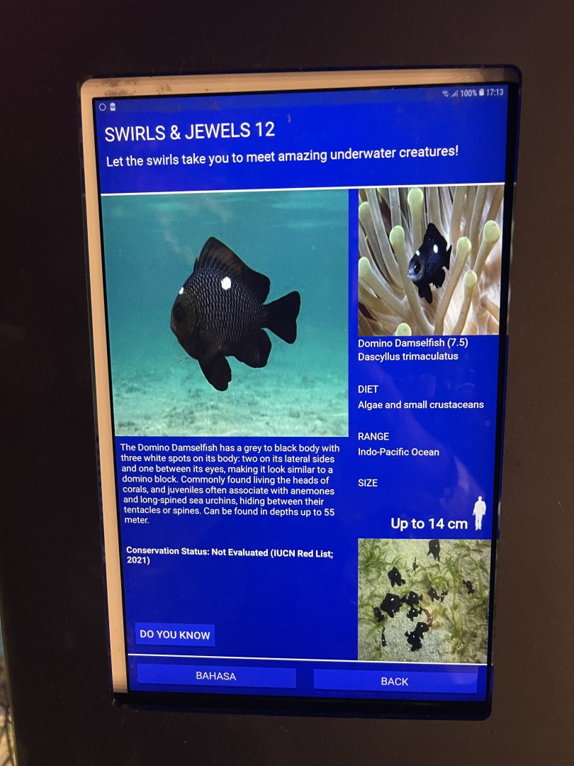 colosseum tank - threespot dascyllus signage