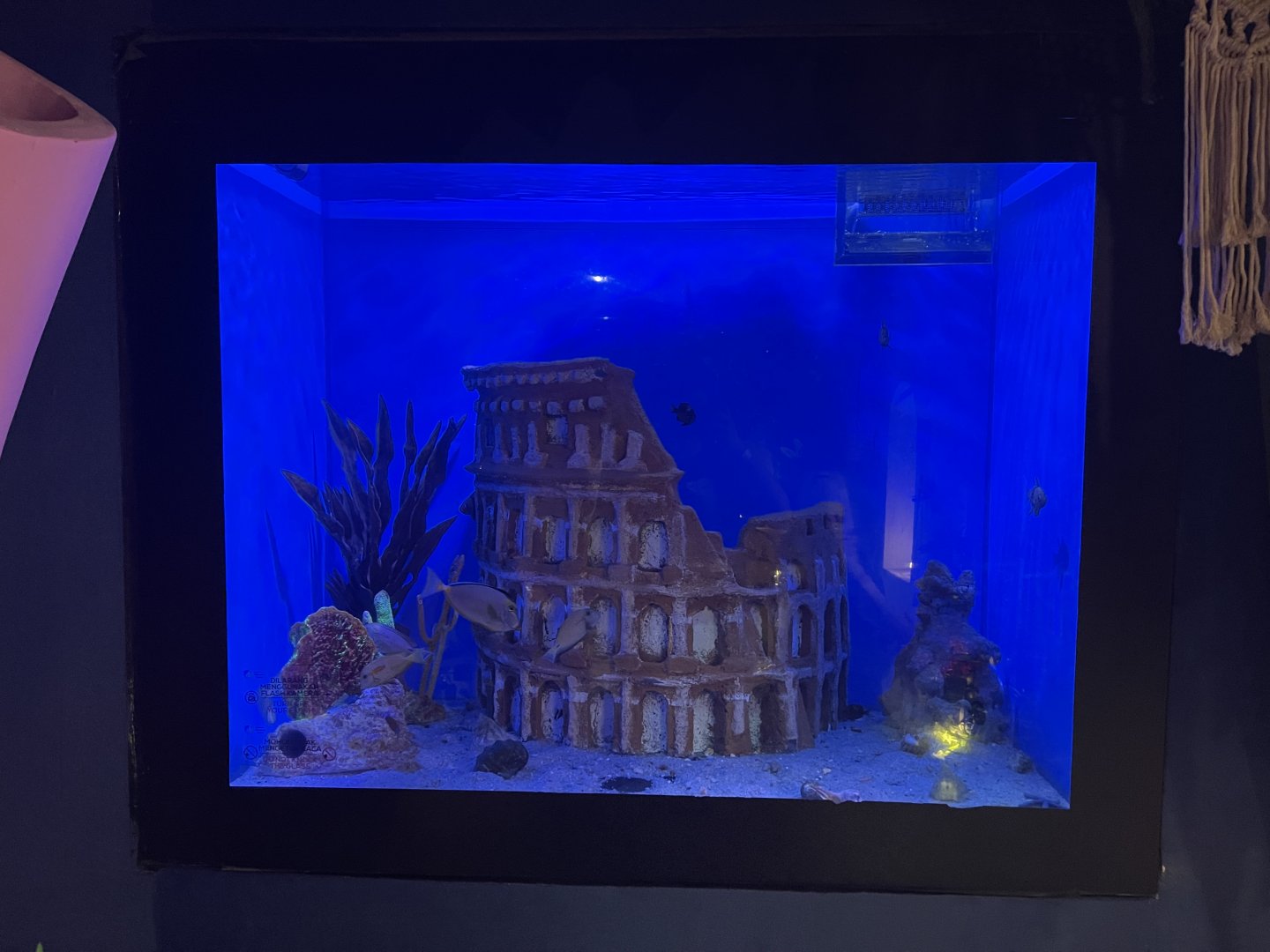 colosseum tank