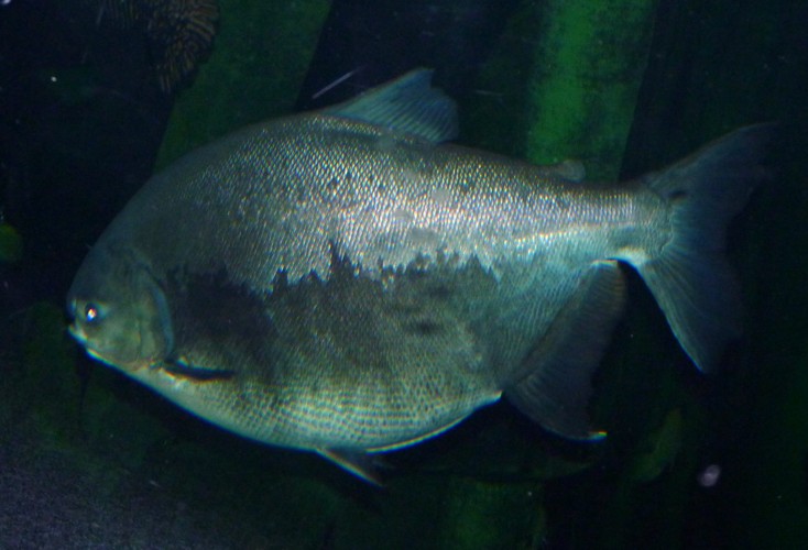 Colossoma macropomum