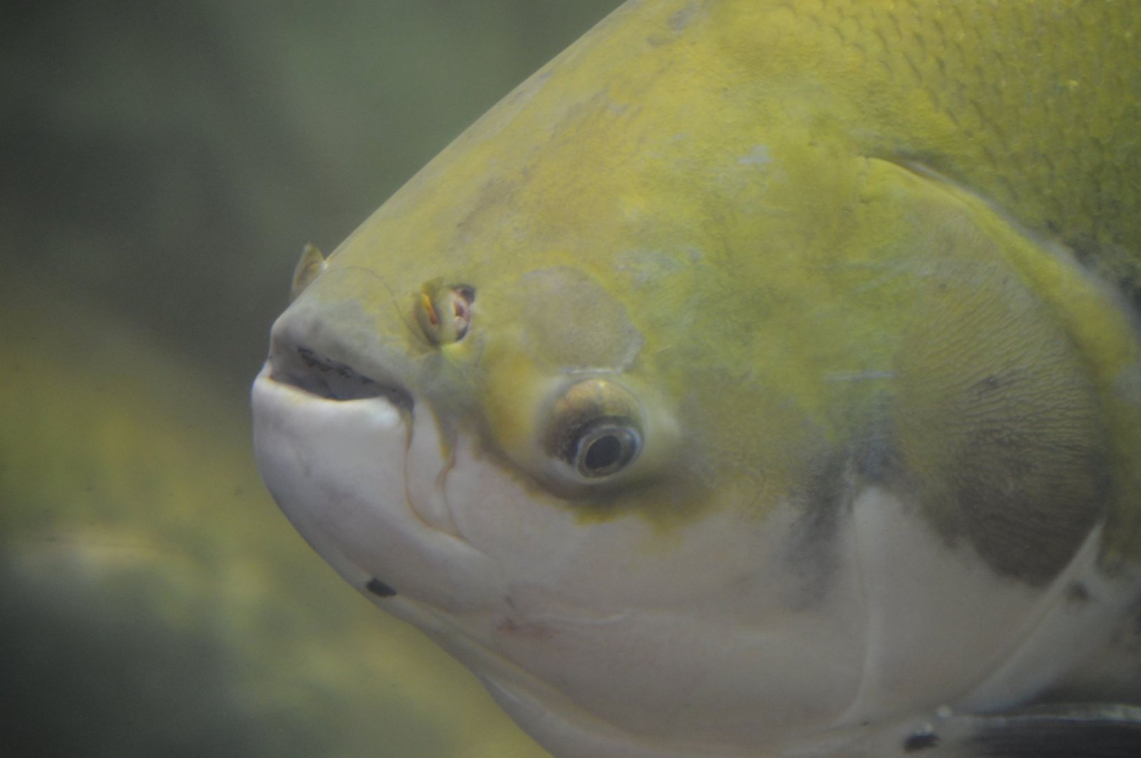 Colossoma macropomum