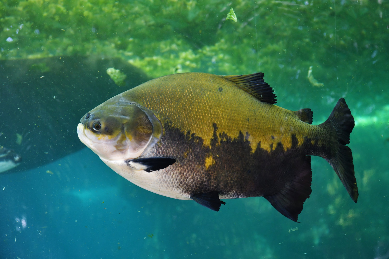 Colossoma macropomum