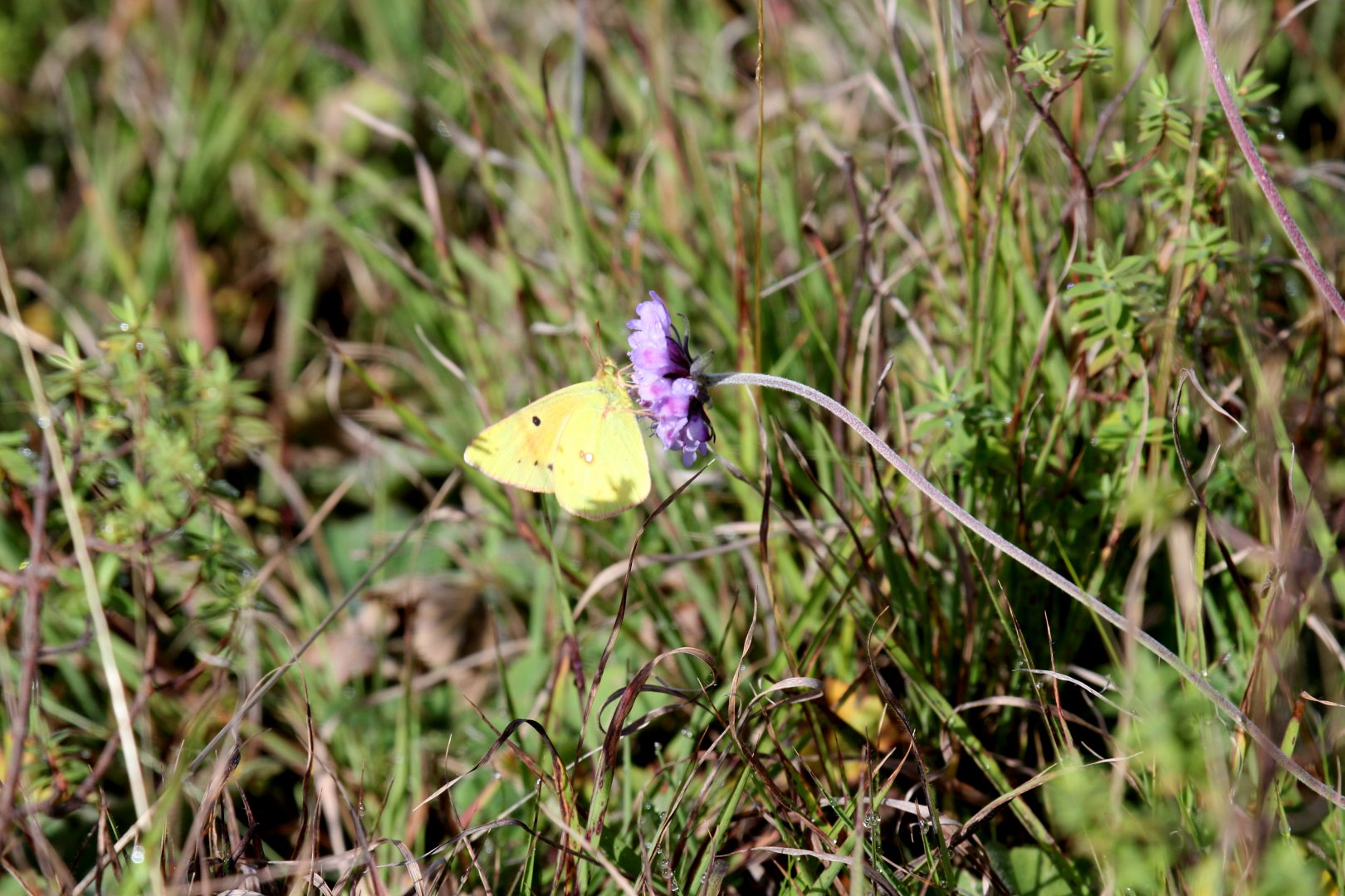 (Colotis calais) possibly