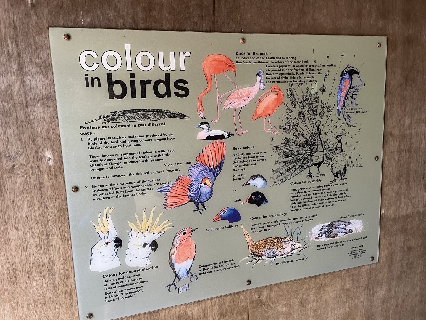 ‘Colour in Birds’ Signage