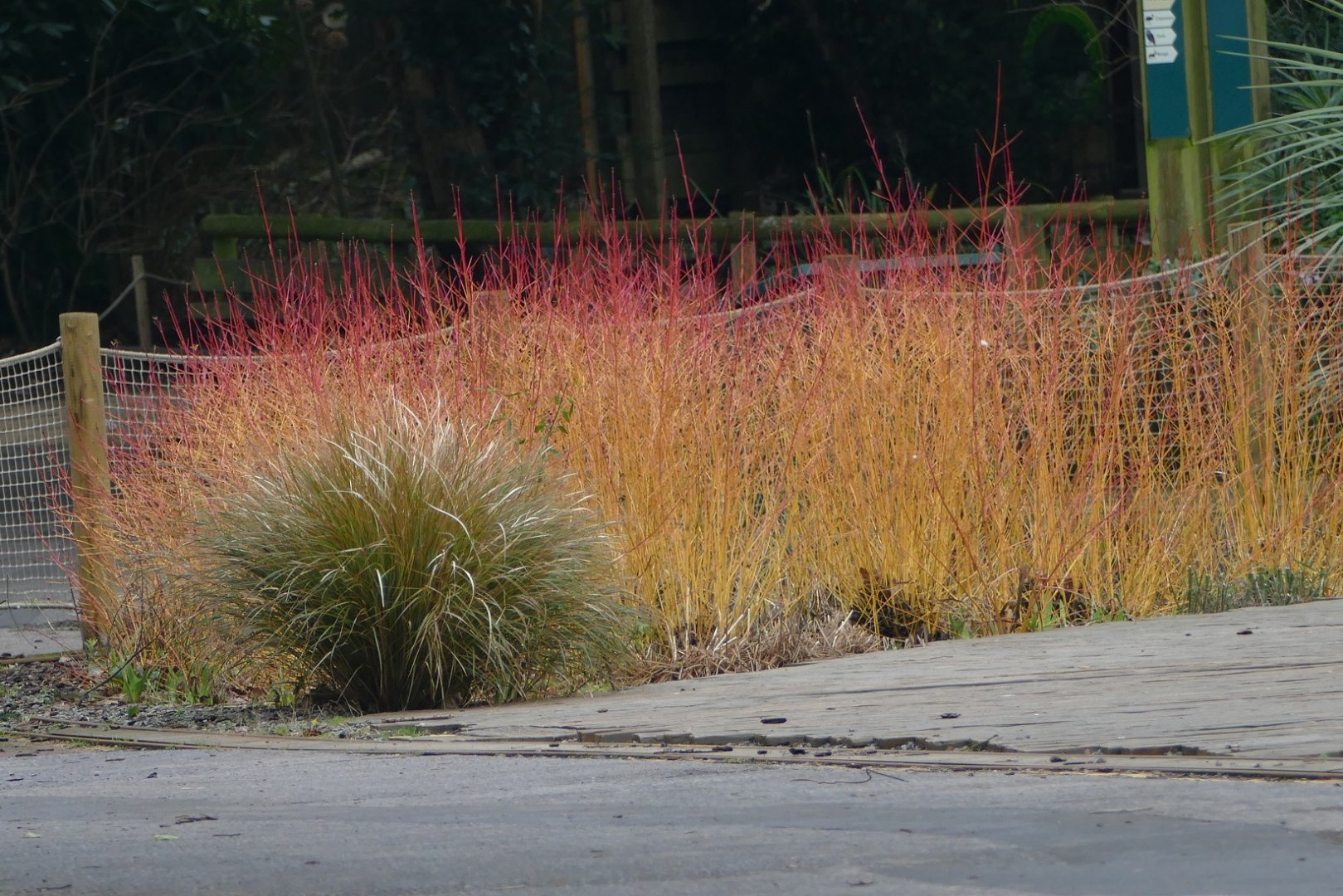 Colour on a dull day, February 2019