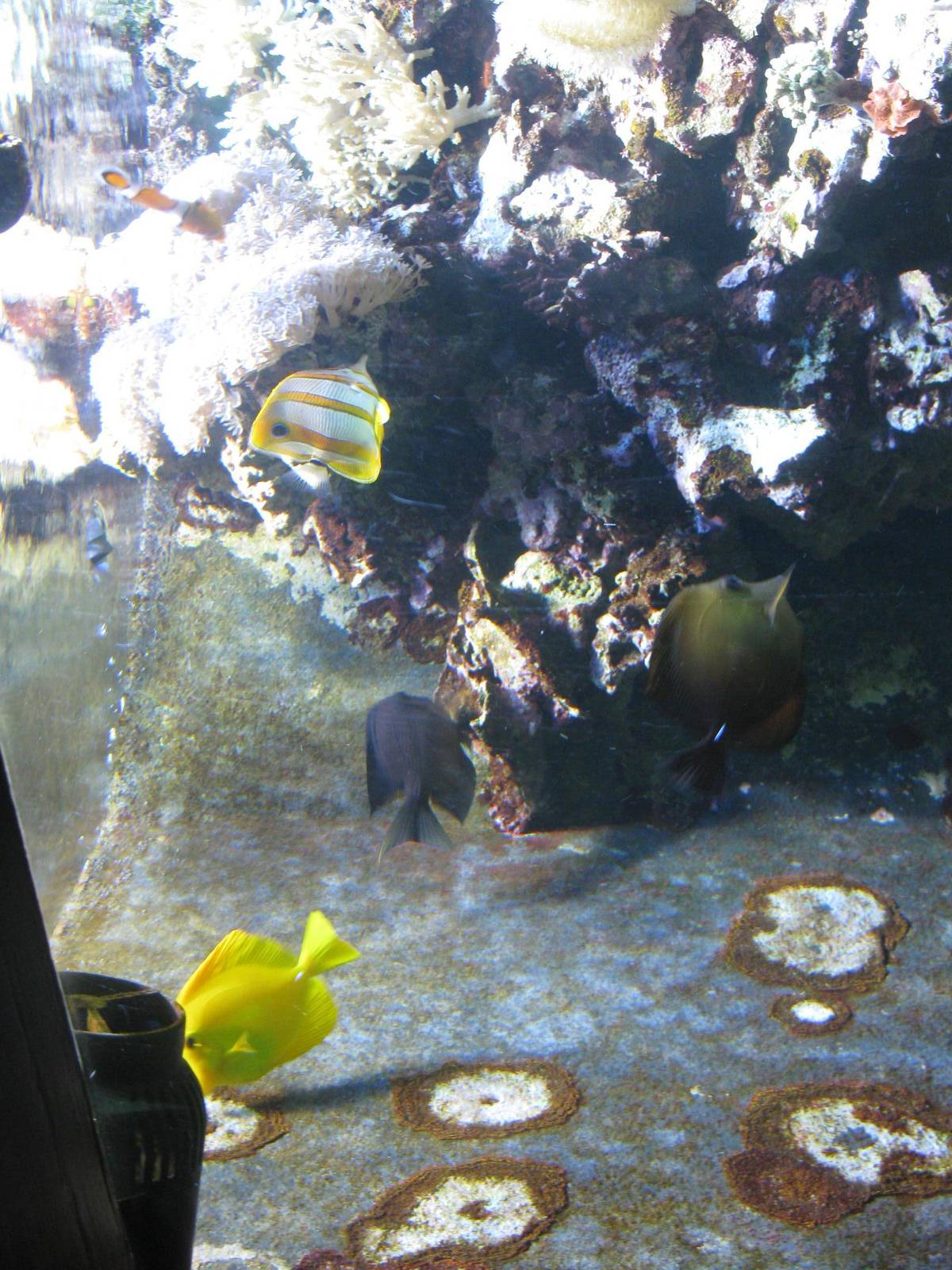 Coloured Sea Aquarium