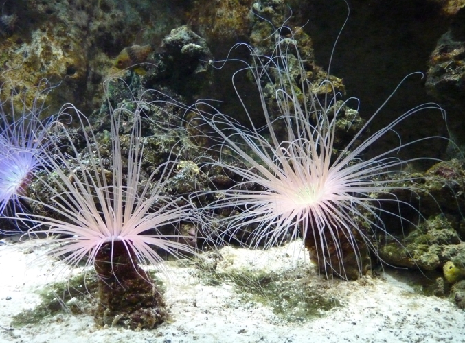 Coloured tube anemones (Cerianthus membranaceus)