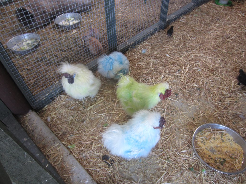 Colourful Bantams