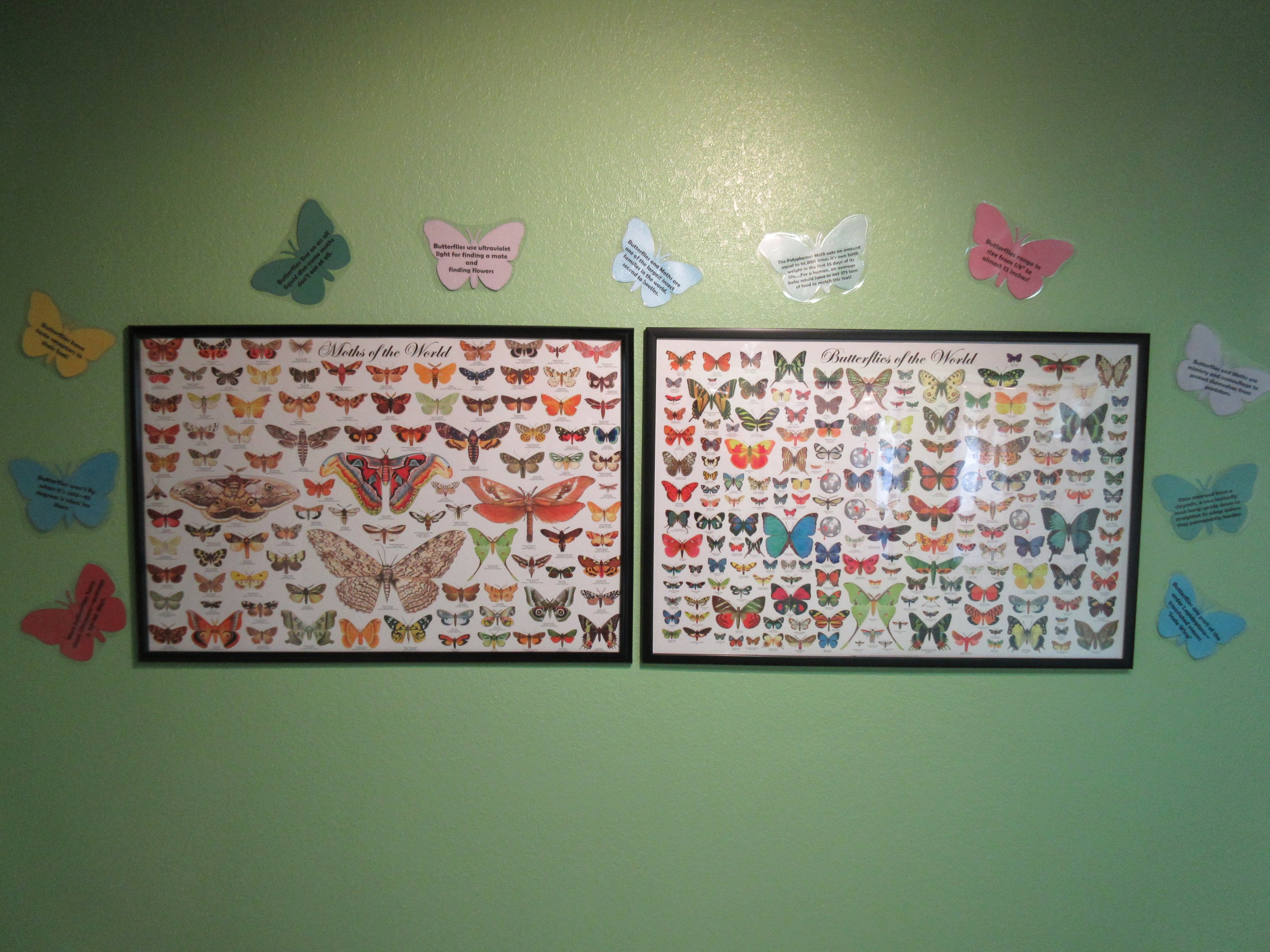 Colourful Butterfly Posters