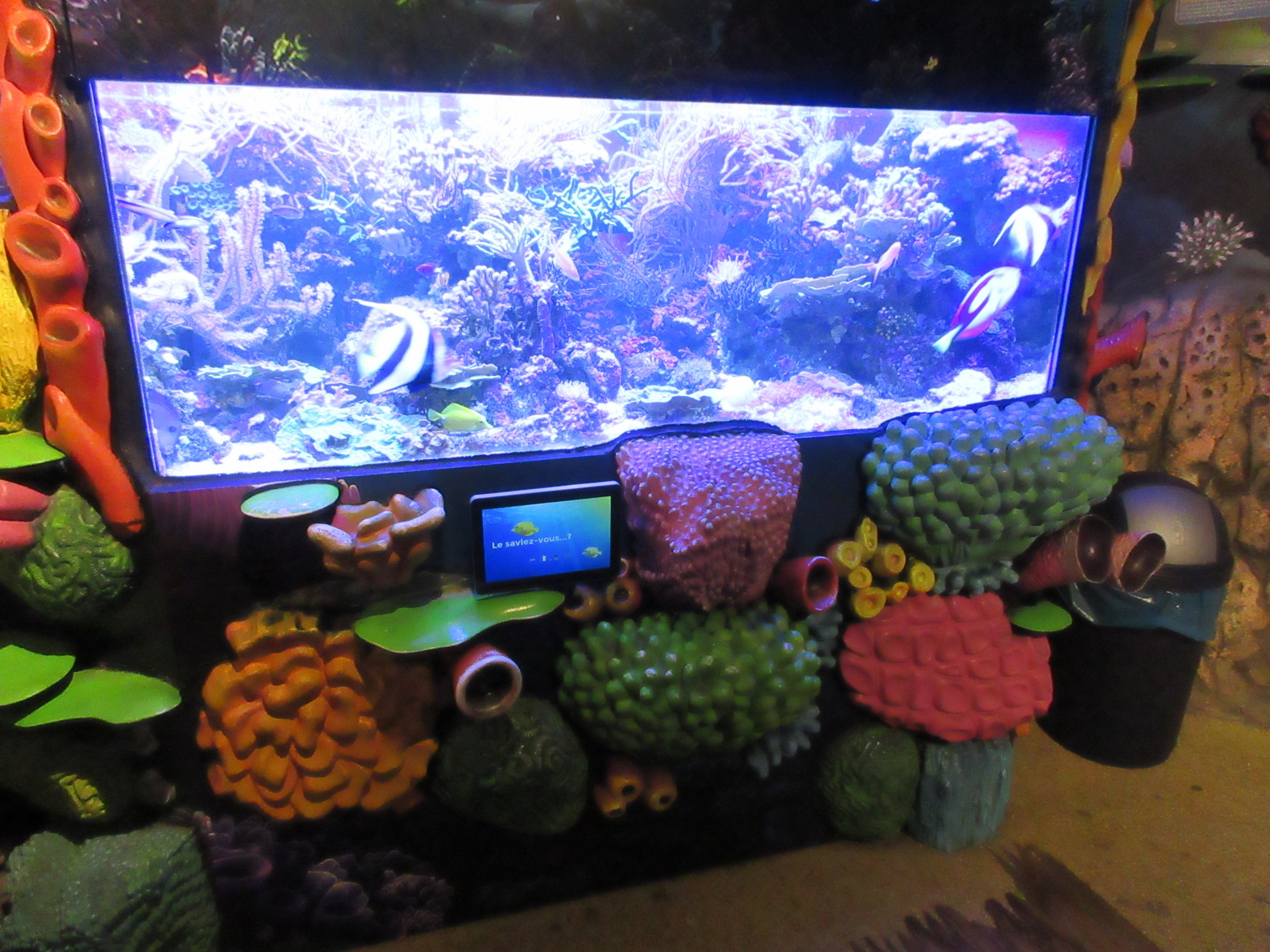 Colourful Coral Reef Tank