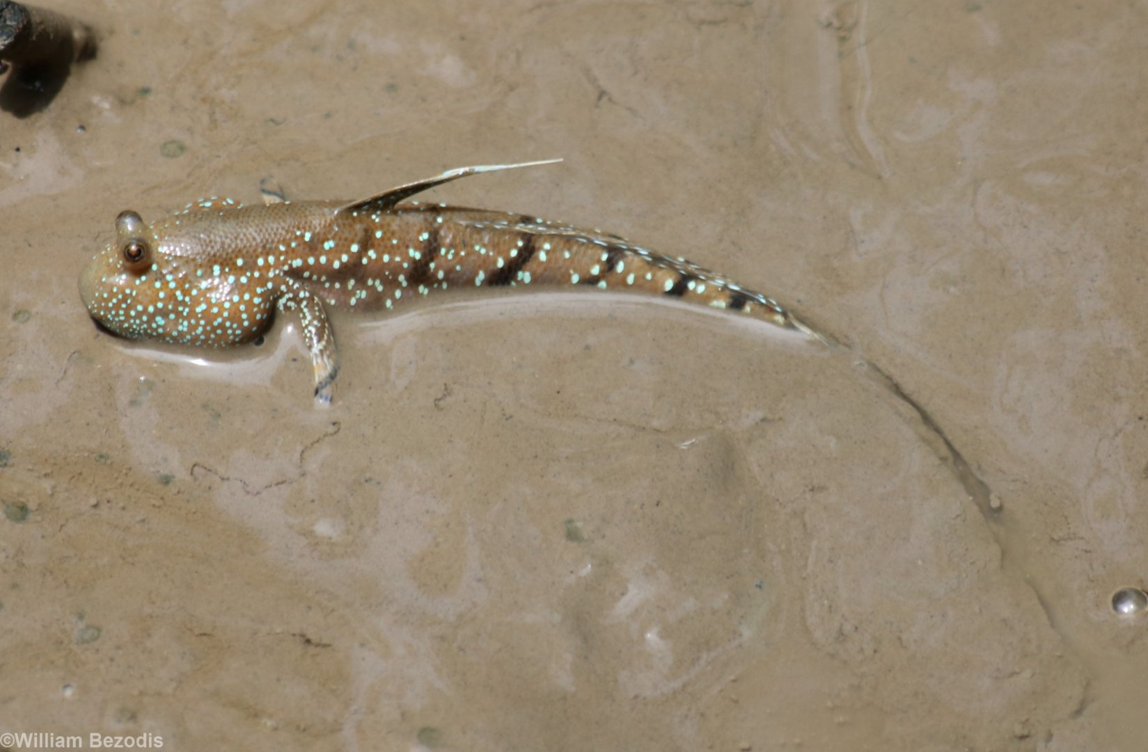 Colourful Mudskipper - Kuala Selangor