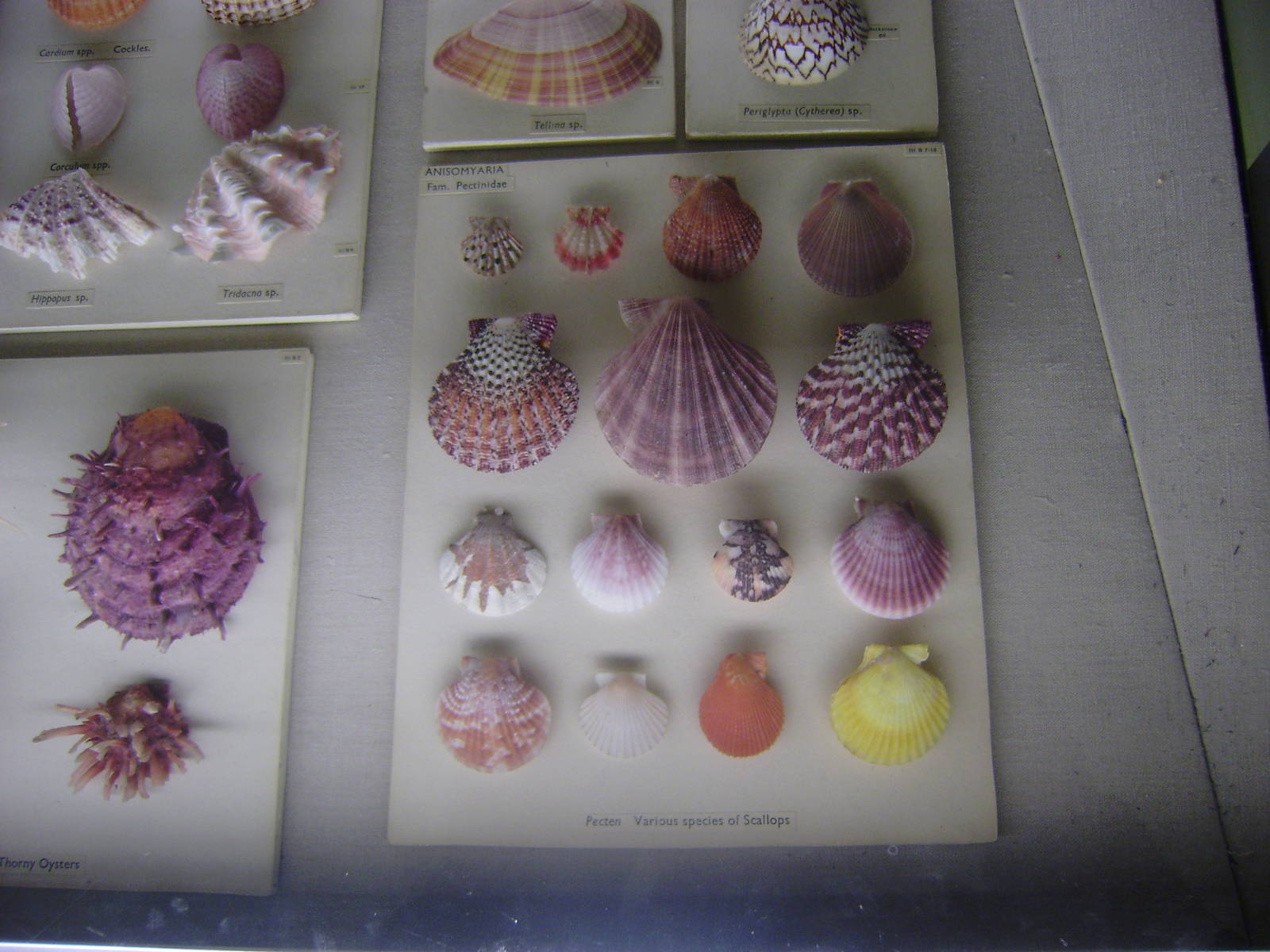 Colourful scallops at Cambridge Natural History Museum