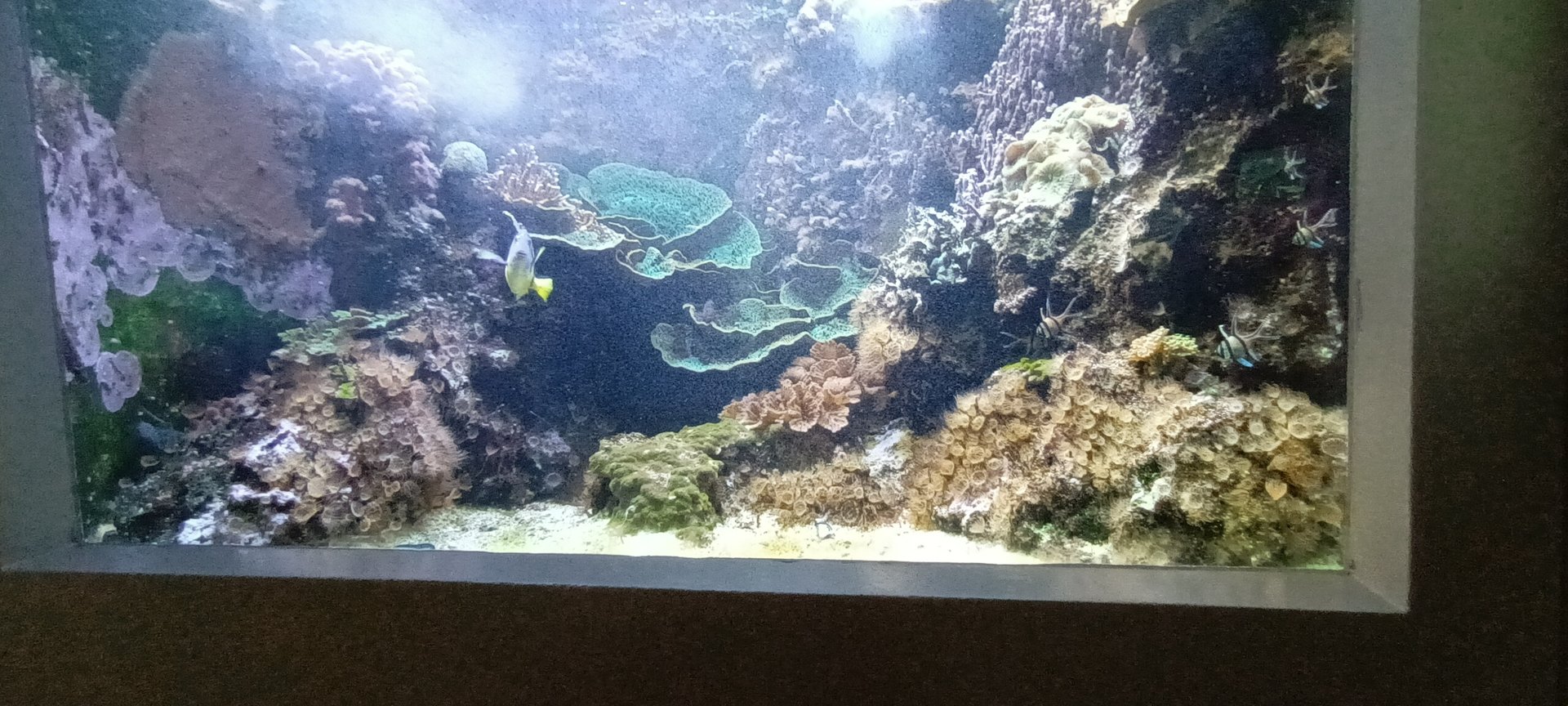 Colours of the Reef Tank