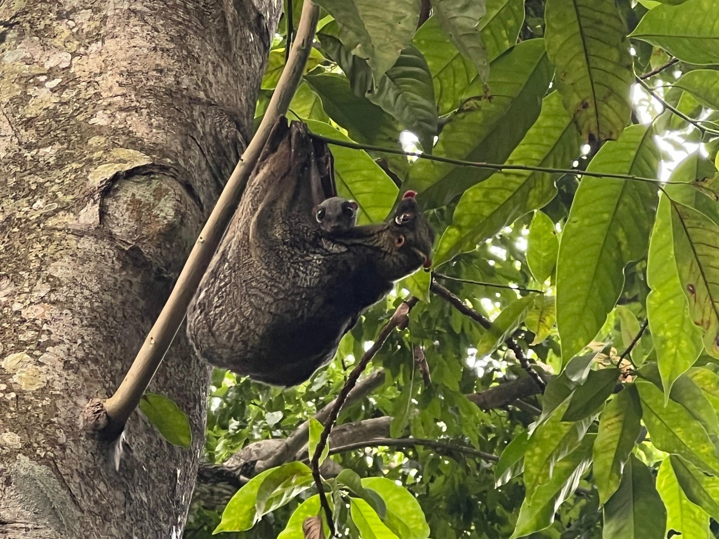 Colugo and Baby